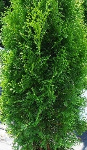 Thuja occ. North Pole® PW PP22174 (CG)