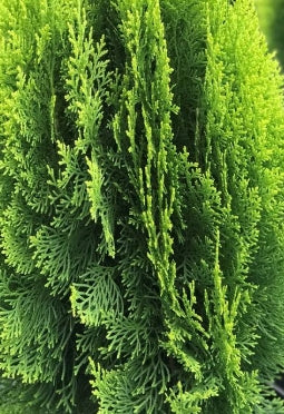 Thuja orientalis