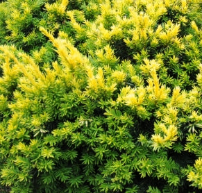 Taxus c. 'Nana'
