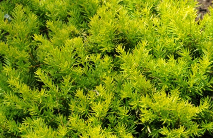 Taxus c. 'Nana Aurescens'