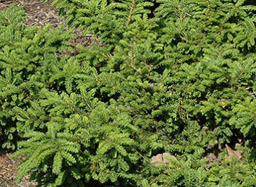 Taxus c. 'Emerald Spreader'® PP10335
