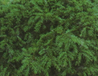 Taxus b. 'Repandens'