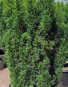 Taxus b. 'Stricta' (Fastigiata) (CG)