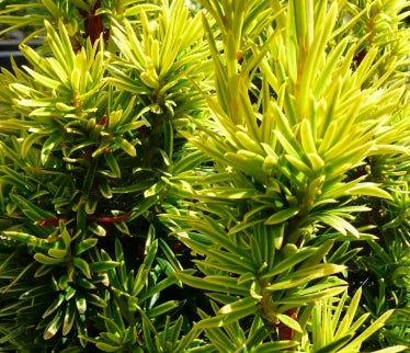 Taxus b. 'Fastigiata Aurea'