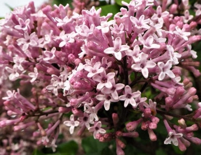 Syringa meyeri 'Palibin' (purple)
