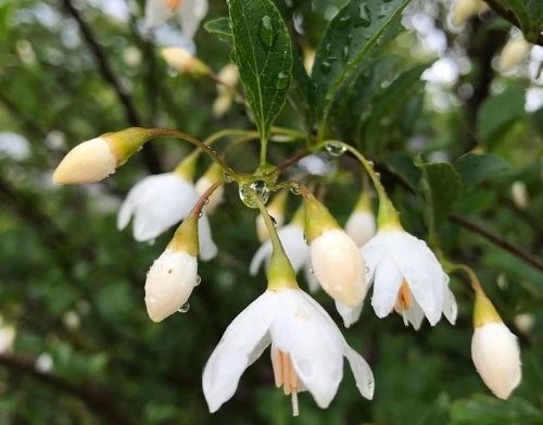 Styrax japonicus 'Slender Beauty'