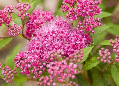 Spiraea x b. Superstar™ FIRST EDITIONS® PP22432