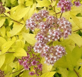 Spiraea j. 'Lemon Princess'