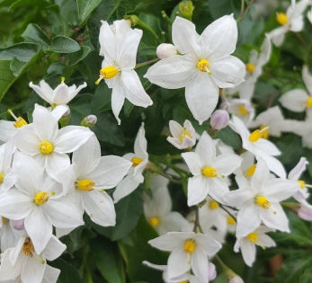 Solanum jasminoides