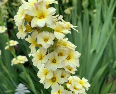 Sisyrinchium striatum