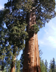 Sequoiadendron giganteum