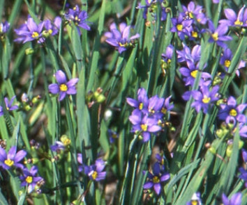 Sisyrinchium idahoense