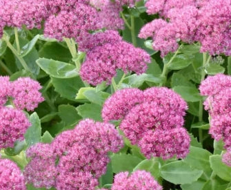 Sedum spu. 'Pink Cloud'
