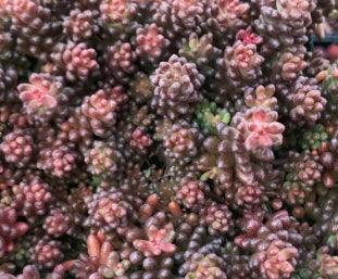 Sedum album 'Black Pearl'