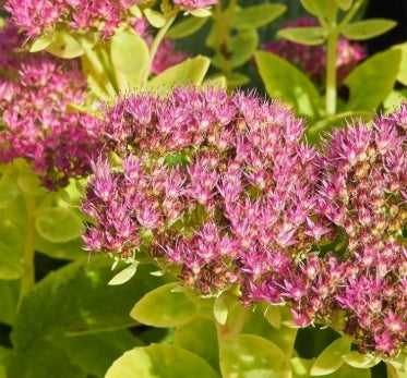 Sedum spectabile 'Neon'