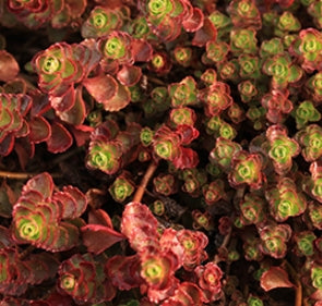 Sedum spu. 'Cinnabar'