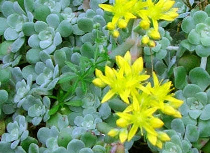 Sedum spathulifolium