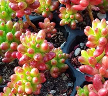Sedum rubrotinctum