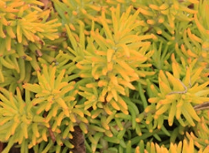 Sedum reflexum 'Sundance'