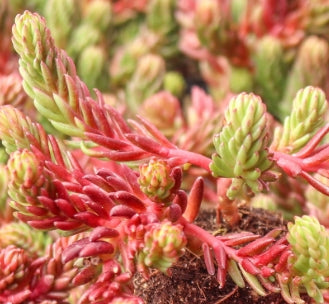 Sedum ochroleucum 'Red Wiggle'
