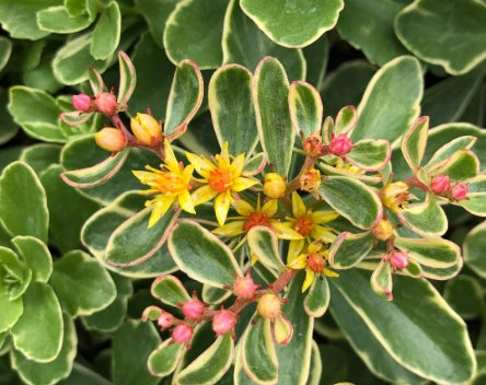 Sedum kamtschaticum 'Variegatum'
