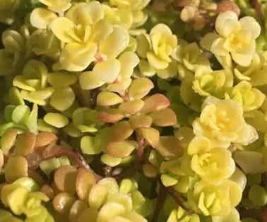 Sedum makinoi 'Ogon'