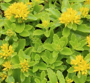 Sedum kamtschaticum