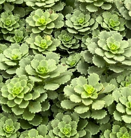 Sedum fl. 'Winter Mahogany'