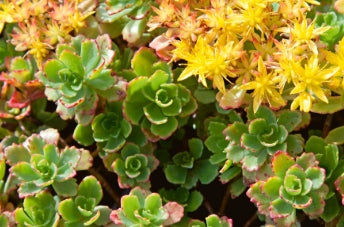 Sedum floriferum ‘Weihenstephaner Gold’