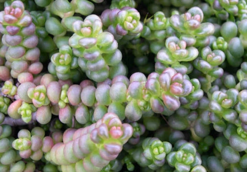 Sedum divergens