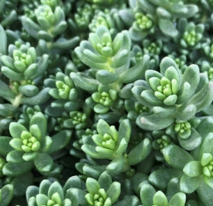 Sedum album 'Athoum'