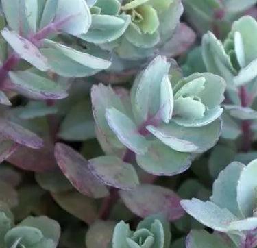Sedum 'Vera Jameson'