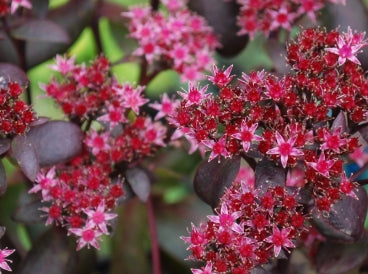 Sedum 'Purple Emperor'