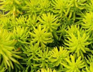 Sedum 'Prima Angelina'