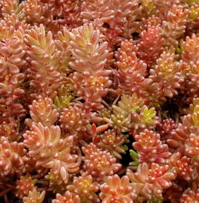 Sedum 'Coral Carpet'