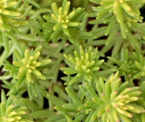 Sedum 'Angelina's Teacup'