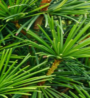 Sciadopitys verticillata 'Winter Green'