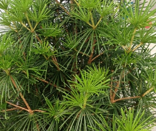 Sciadopitys verticillata 'Joe Kozey' (CG)