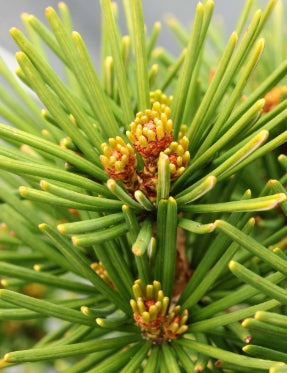 Sciadopitys verticillata