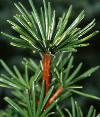 Sciadopitys verticillata 'Green Star' (BBP)