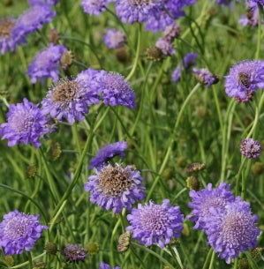 Scabiosa col. 'Butterfly Blue'