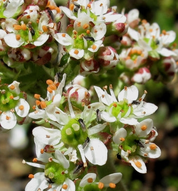 Saxifraga oregana