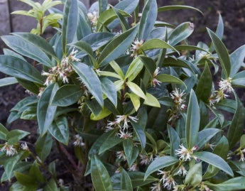 Sarcococca hookerana humilis