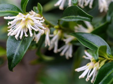 Sarcococca confusa