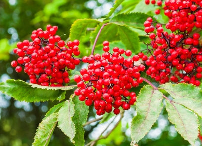 Sambucus racemosa