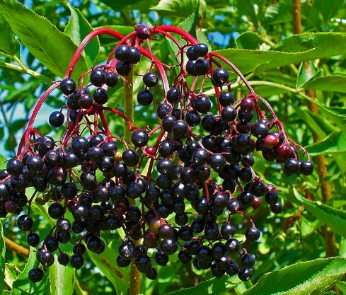Sambucus nigra