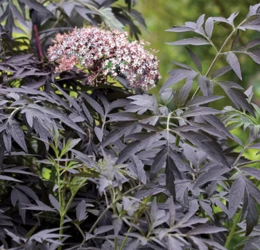 Sambucus n. COLOR CHOICE® BLACK LACE® PW PP15575  STD