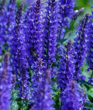 Salvia x syl. 'Blue Queen'