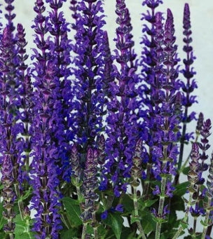 Salvia x superba 'Merleau Blue'
