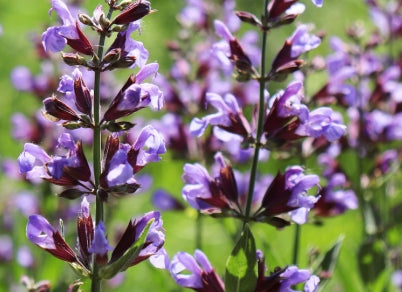 Salvia officinalis